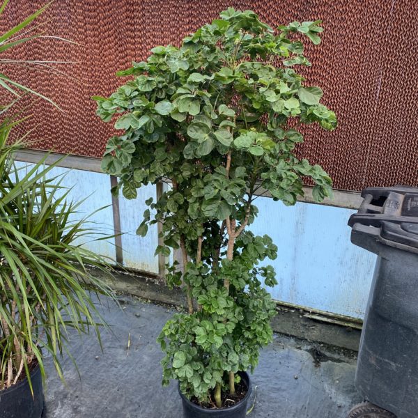 12" Aralia Chicken Gizzard