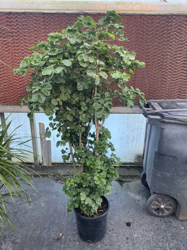 12" Aralia Chicken Gizzard - Image 2
