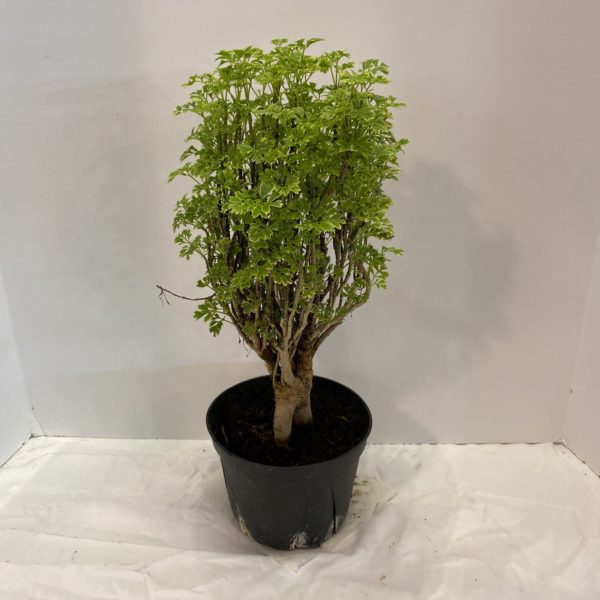 6" Aralia Gold Ming