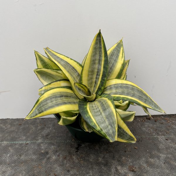 6" Sansevieria Hahnii