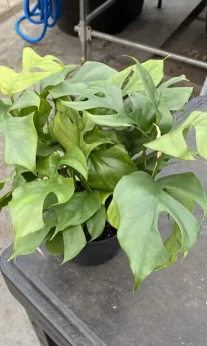 6" Philo Mini Ginny