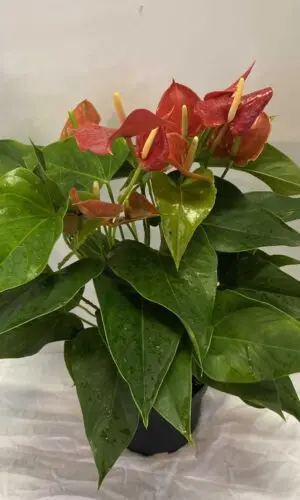 8" Anthurium
