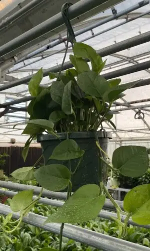 8" HB Pothos Jade