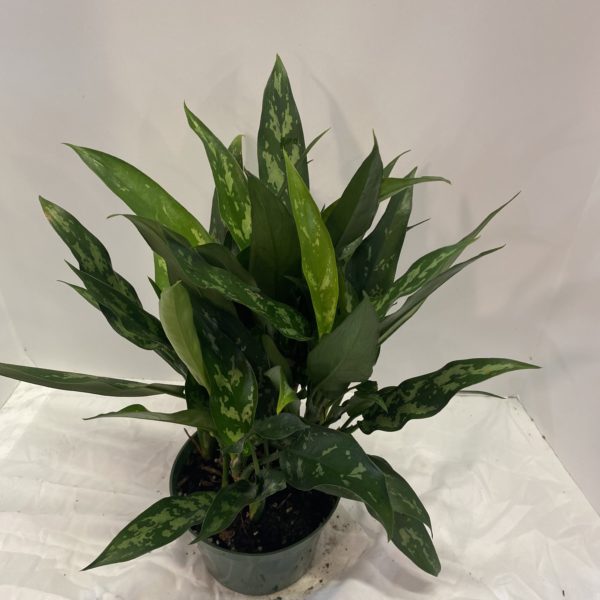 6" Aglaonema Maria