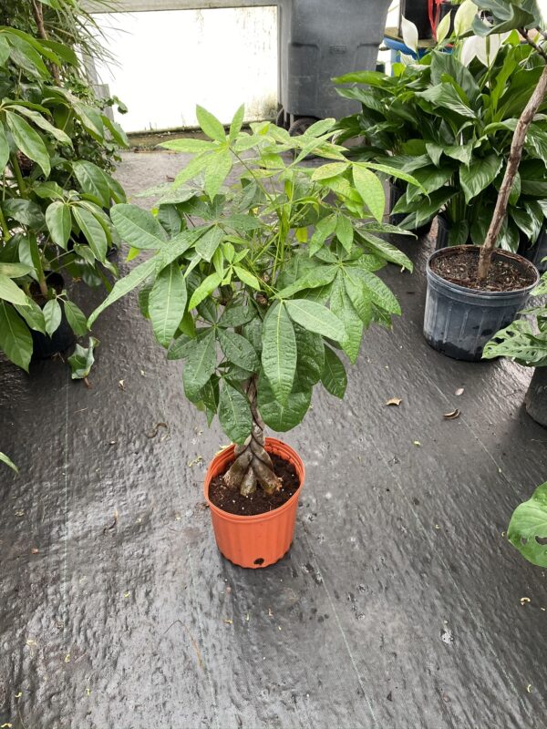 10" Money Tree (Braid) - Image 2