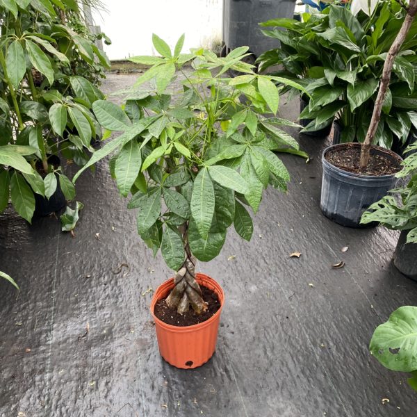 10" Money Tree (Braid)