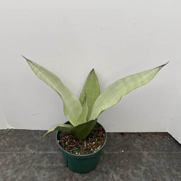 6" Sansevieria Moonshine
