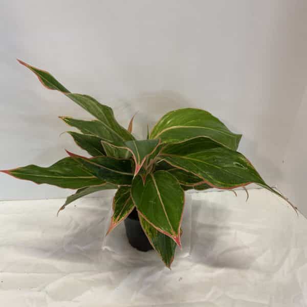 4" Aglaonema Pink Hybrid