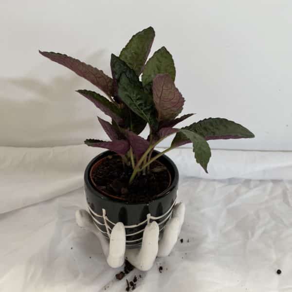 Haunted Hand Planter