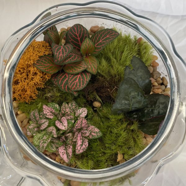 Pumpkin Jar Terrarium - Image 2