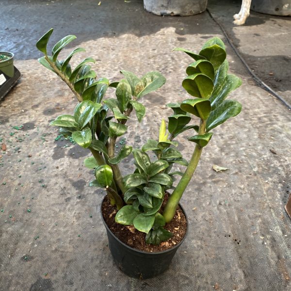 6" ZZ Plant Zenzi