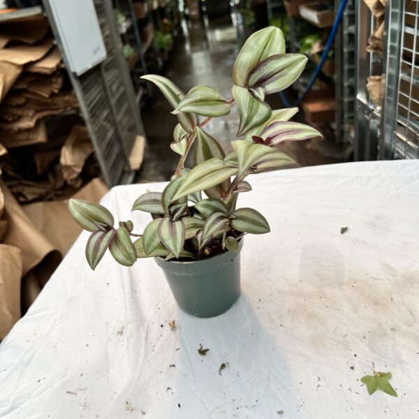 4" Wandering Jew - Image 2