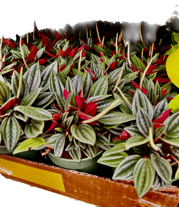 4" Peperomia Rosso - Image 3