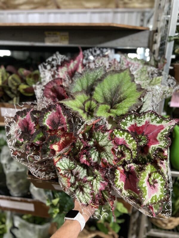 6" Begonia Rex