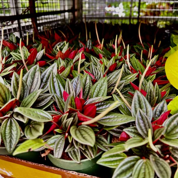 4" Peperomia Rosso - Image 2