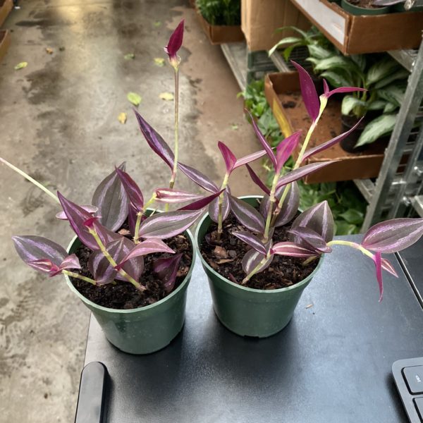 4" Wandering Jew - Image 3