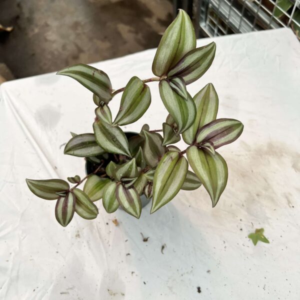 4" Wandering Jew