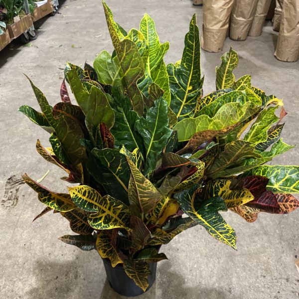 8" Croton Carrow