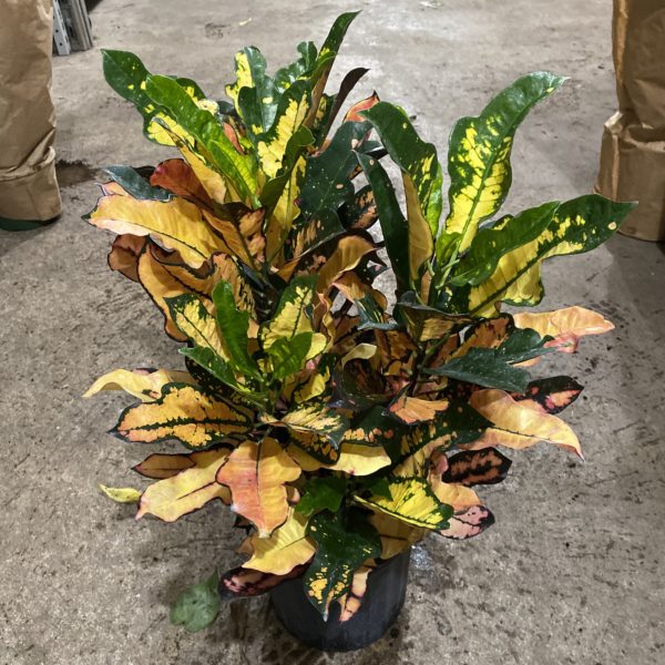 8" Croton Wilma