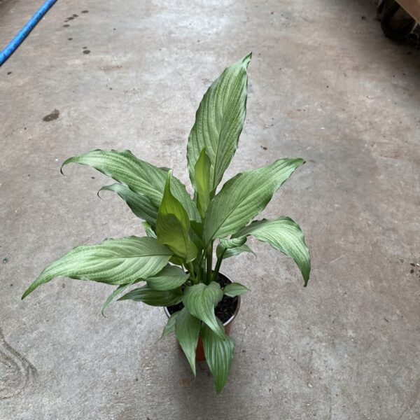4" Spath Platinum