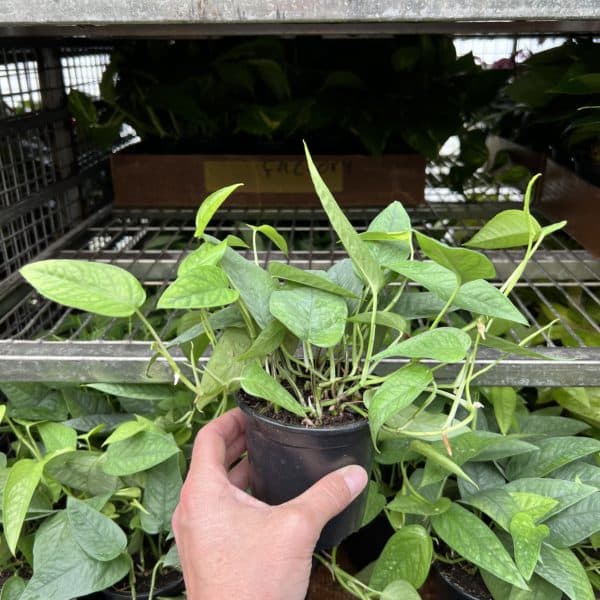 4" Pothos Cebu Blue