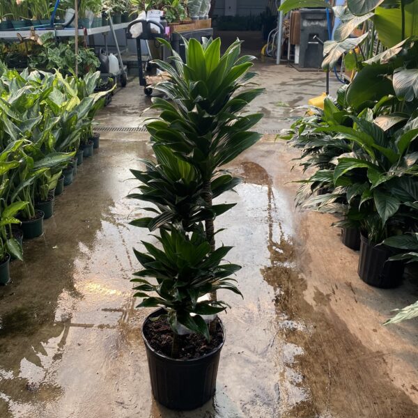 10" Janet Craig Compacta (Cane)