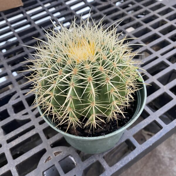 6" Cactus Barrel
