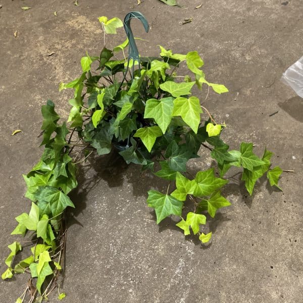 8" HB Ivy Algeria Lemon