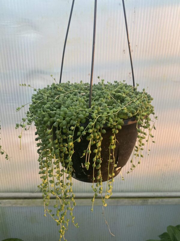 8" HB String Of Pearl