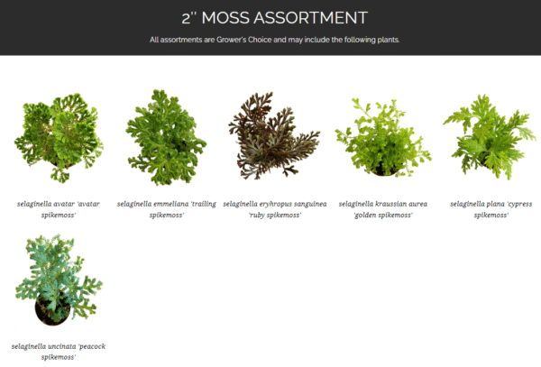 2" Terrarium Moss Mix - Image 2