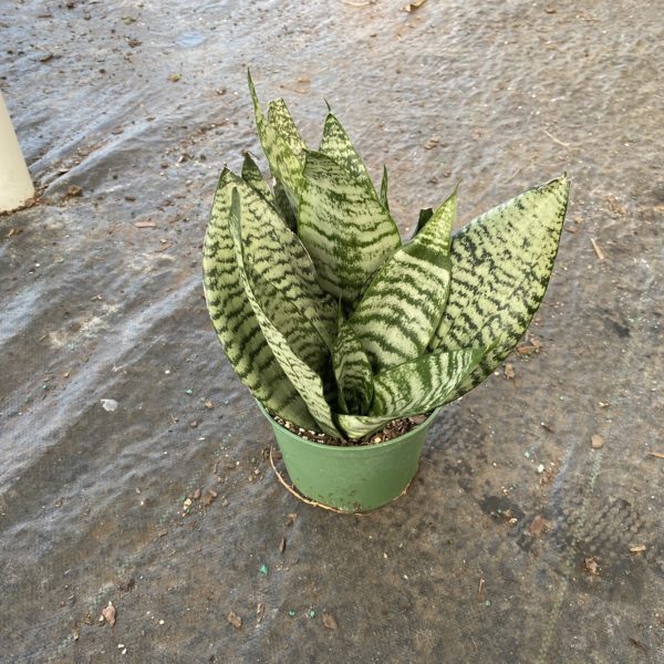 6" Sansevieria Futura