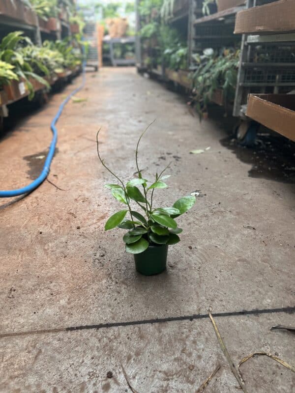 4" Hoya Australis