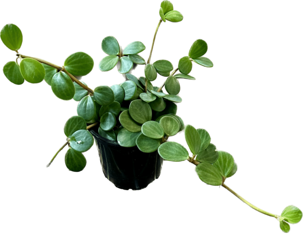 4" Peperomia Hope