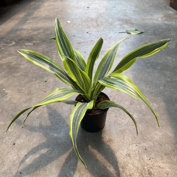 4" Warnecki Lemon Lime