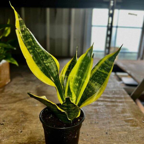 4" Sansevieria Superba