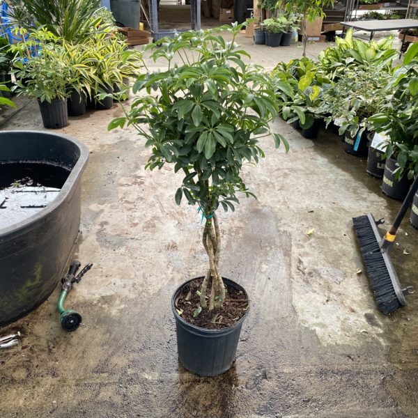 8" Arb (Braid)