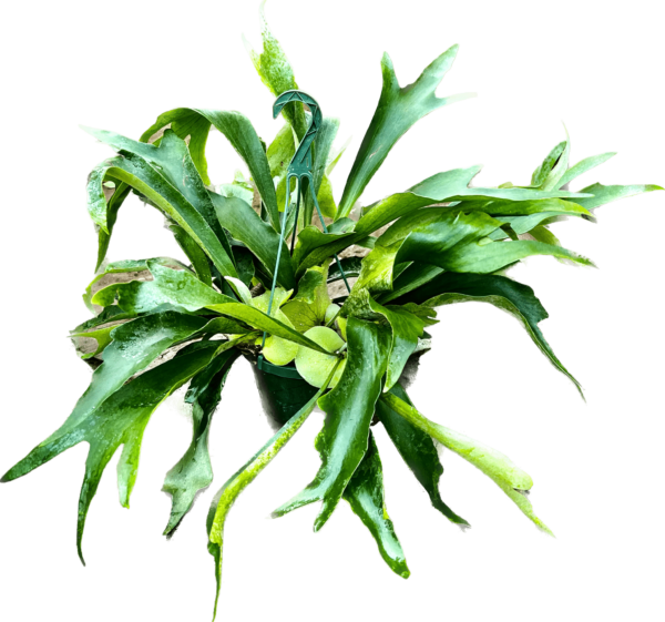 10" HB Fern Staghorn