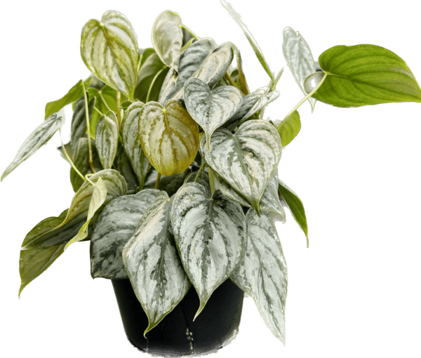 6" Philodendron Brandi