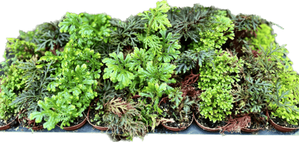 2" Terrarium Moss Mix