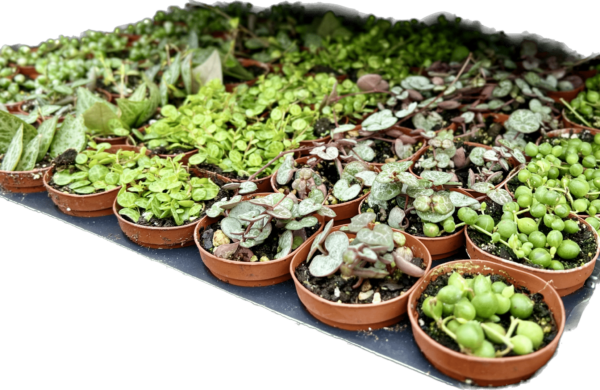 2" Succulent Strings