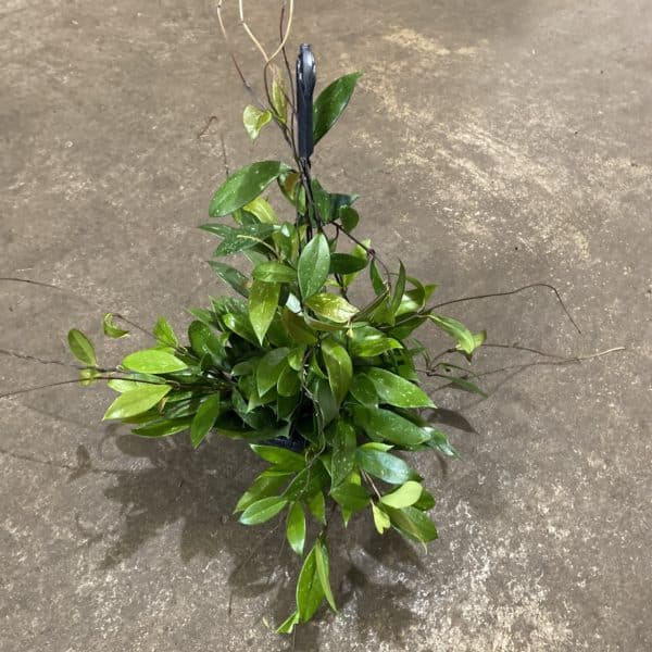 8" HB Hoya Pubicalyax