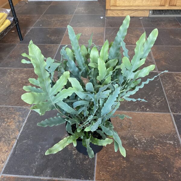 6" Fern Blue Star
