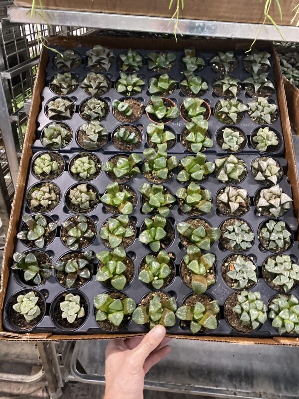 2" Succulent Rare Haworthia