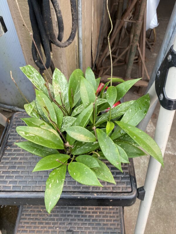 6" Hoya Pubicalyx
