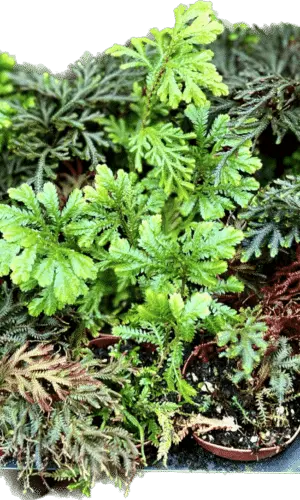 2" Terrarium Moss Mix