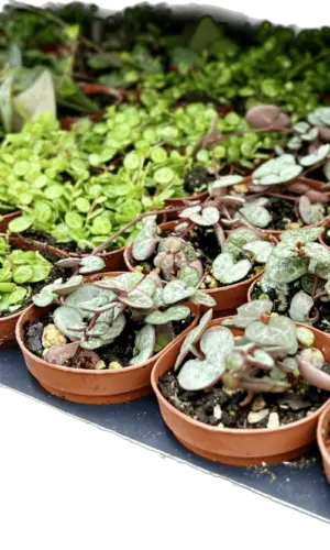 2" Succulent Strings