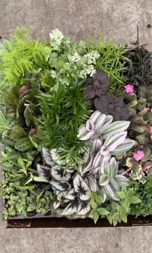 2" Terrarium Premium Mix