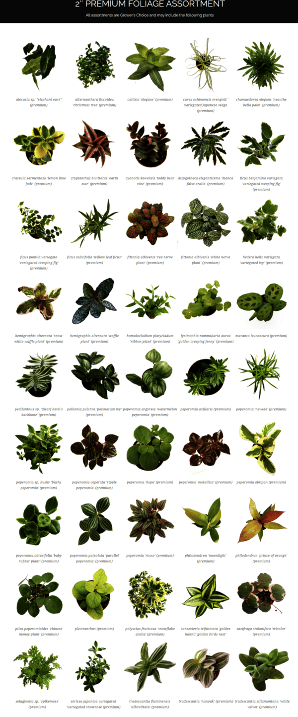 2" Terrarium Premium Mix - Image 3