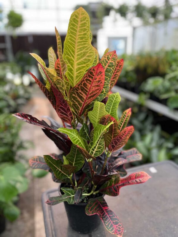 6" Croton Excellente
