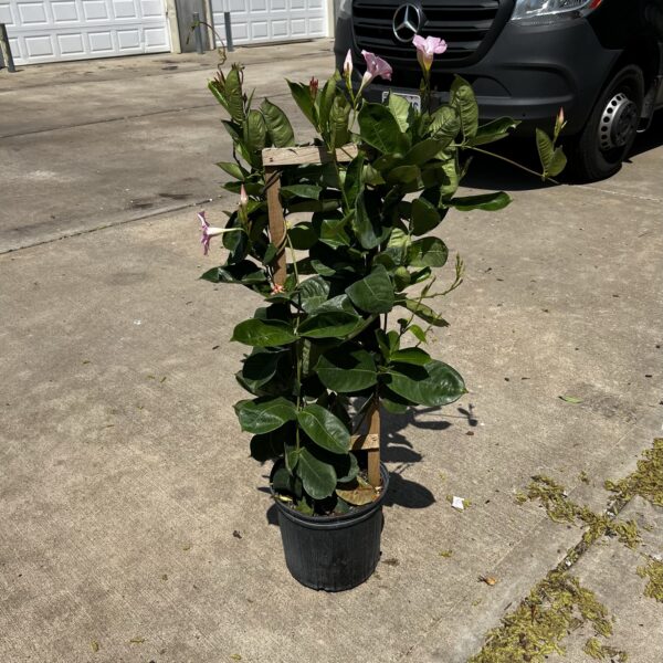 10" Mandevilla Pink (Trellis)